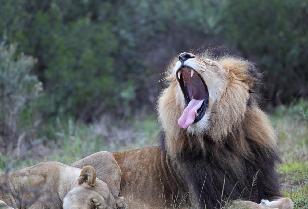 Wildtiere im Amakhala Game Reserve